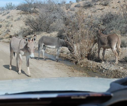 wild burro at grand canyon